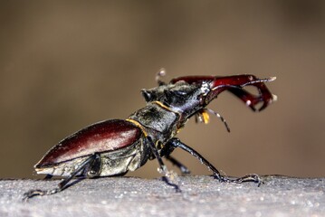 Wall Mural - Closeup shot of a Lucanus cervus beetle sitting on the rough wooden surface