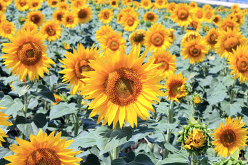 Canvas Print - sunflowers in the field