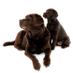 Sticker - Closeup shot of a dark brown labrador puppy with mother isolated on a white background