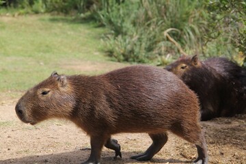 Canvas Print - Closeup of capybaras in a field covered in greenery under the sunlight at daytime