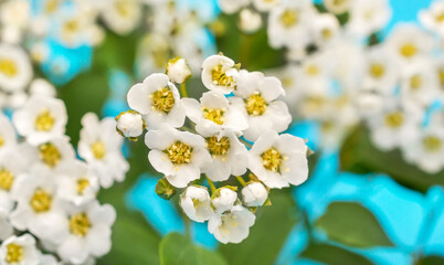 Wall Mural - Small white flowers. Close up. Beautiful natural background.