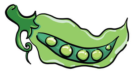 Wall Mural - Green peas, illustration, vector on white background