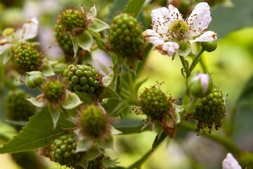 Poster - Closeup shot of blossomed white flowers and unripe blackberries