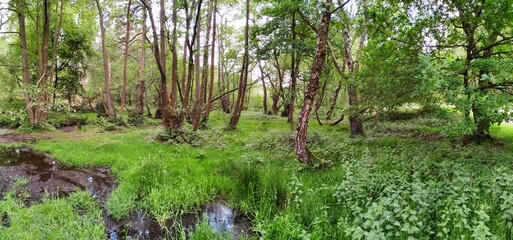 Wall Mural - Amazing shot of a green forest in Cannock Chase in the UK