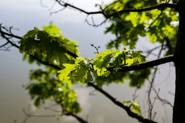 Canvas Print - Oak tree branch with leaves and lake in the background.