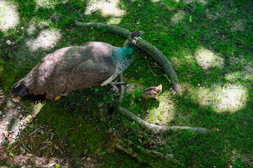 Canvas Print - Adult female peacock with cub.