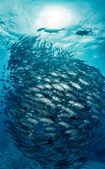 Wall Mural - A school of bigeye trevally