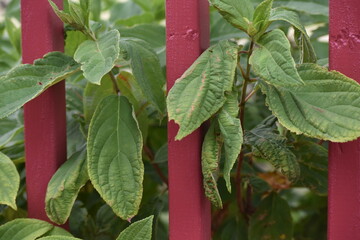 Wall Mural - Green Leaves and Red Deck Railing