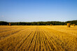 Harvested straw field and bales