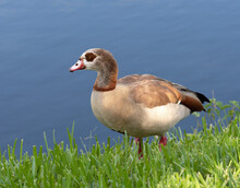 Egyptian Goose With Pale Buff Chest;  Brown, Dark Orange, And Black Feathers On Its Back; Pink Beak And Legs; And Dark Brown Eye Patch Is Standing In Green Grass Against Blue Water In Morning Light.