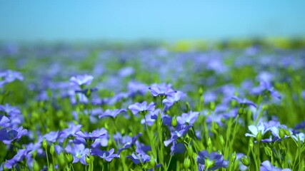 Wall Mural - blue field of flowering flax, flax flowers close-up