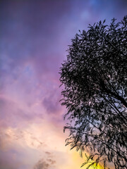 Wall Mural - the tree is silently enjoying the sky showing its scenic beauty...