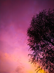 Wall Mural - silhouette pink sky background in time sunset..