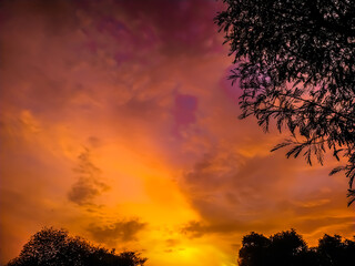 Wall Mural - sunset in the forest