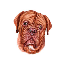 Watercolor Illustration Of A Funny Dog. Hand Made Character. Portrait Cute Dog Isolated On White Background. Watercolor Hand-drawn Illustration. Popular Breed Dog. French Mastiff