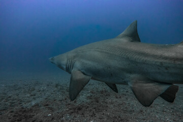 Wall Mural - Sand Tiger Shark