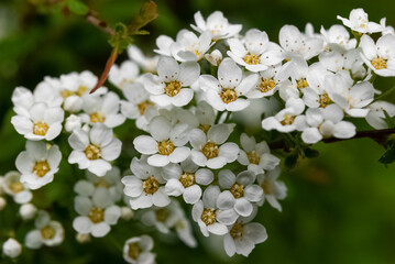 Wall Mural - Spring white flowers on a green background