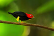 Red-capped manakin (Ceratopipra mentalis) sitting on a branch