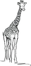 Hand Drawn Realistic Sketch Of Giraffe