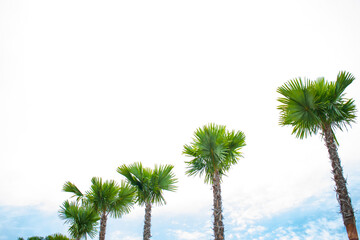 green palm tree on a cloudy blue background