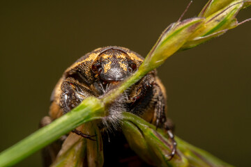 Light colour Varied carpet beetle Anthrenus verbasci hiding