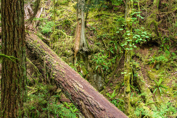 Fallen trees in the green forest park british columbia canada.