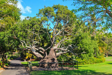 A Queensland Bottle Tree (Brachychiton Rupestris) In The Royal Botanic Garden, Sydney, Australia. The Tree Is Named For The Bottle Shape Of The Massive Trunk