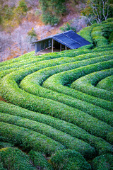 Wall Mural - Landscape of Tea Plantation Field on mountain , Chiang mai , Thailand