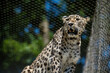 Ein Leopard im Zoo