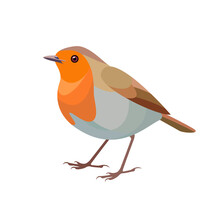 Robin Bird Vector Illustration. Side View.