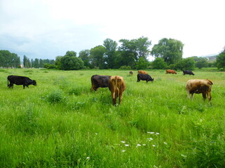 A herd of cows on a green meadow