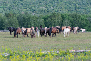 Wall Mural - Idyllic rural landscape. A herd of horses grazing in a meadow. Bashkortostan, Ural, Russia.