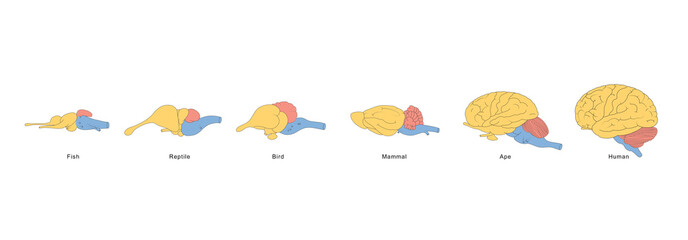 Brain Evolution from fishes to human