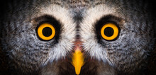 Big Yellow Eyes Of A Owl Close-up. Great Owl Eyes Looking At Camera. Strigiformes Nocturnal Birds Of Prey, Binocular Vision