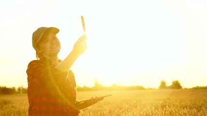 Wall Mural - A woman farmer with a digital tablet stands in a agricultural field at sunset and looks at an ear of wheat. Slow motion