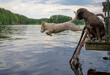 Dog jumping into lake from pier. Another one watching. Dog breed: Lagotto Romagnolo