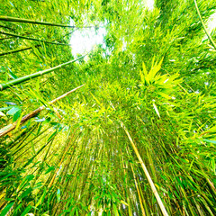 Canvas Print - bamboo forest - fresh bamboo background