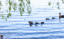 Wild Mallard Duck With Little Ducklings Swims In Lake