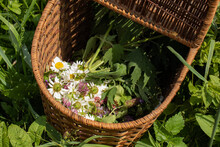 Wicker Basket With Chamomile Flowers And Meadow Clover For Home Cosmetics - Collection Of Medicinal Herbs, Herbalism.