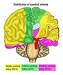 The cerebral artery distribution in human's brain regarding to anterior, middle and posterior cerebral arteries.