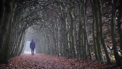 Sticker - A man walking in a tunnel of trees on a hazy day in autumn.