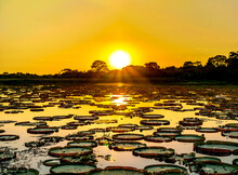 Sunset In Pantanal Wetlands With Pond And Victoria Regia Plant