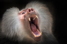 Papio Hamadryas Or The Baboon Roars With Its Mouth Open, Sharp Teeth Are Visible, It Is All On A Black Background