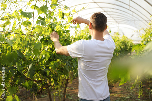 Man working with grape plants in greenhouse Tableau sur Toile
