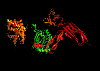  The structure of the protein molecule, an activator of angiogenesis.