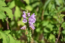 Lionshearts (obedient Plant) Blooming In The Garden