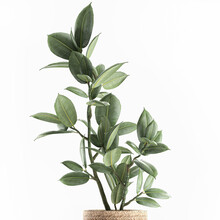 Ficus Elastica Tree In A Basket On A White Background