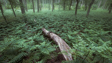 Atmospheric Image Of Ferns In A Forest, Kaapse Bossen, Utrechtse Heuvelrug