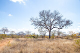 Fototapeta Sawanna - African savannah grassland in the winter with tall dry grass and blue skies thorn trees and mountains