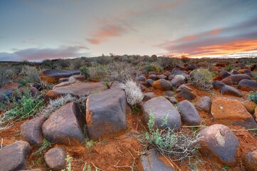 TYPICAL KAROO  VEGETATION in the Tankwa Karoo National Park. The Karoo is a vast arid basin containing five distinct biomes and two transitional biomes. the vegetation is highly adaptive